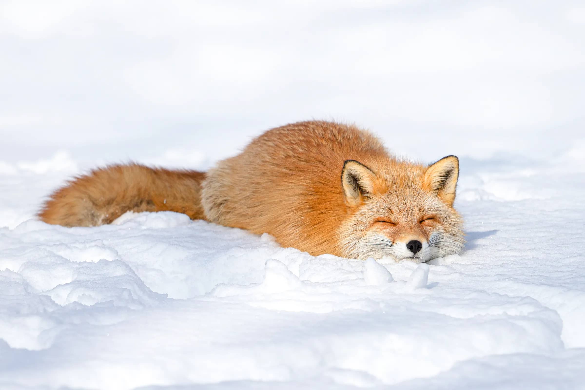 Ezo red fox