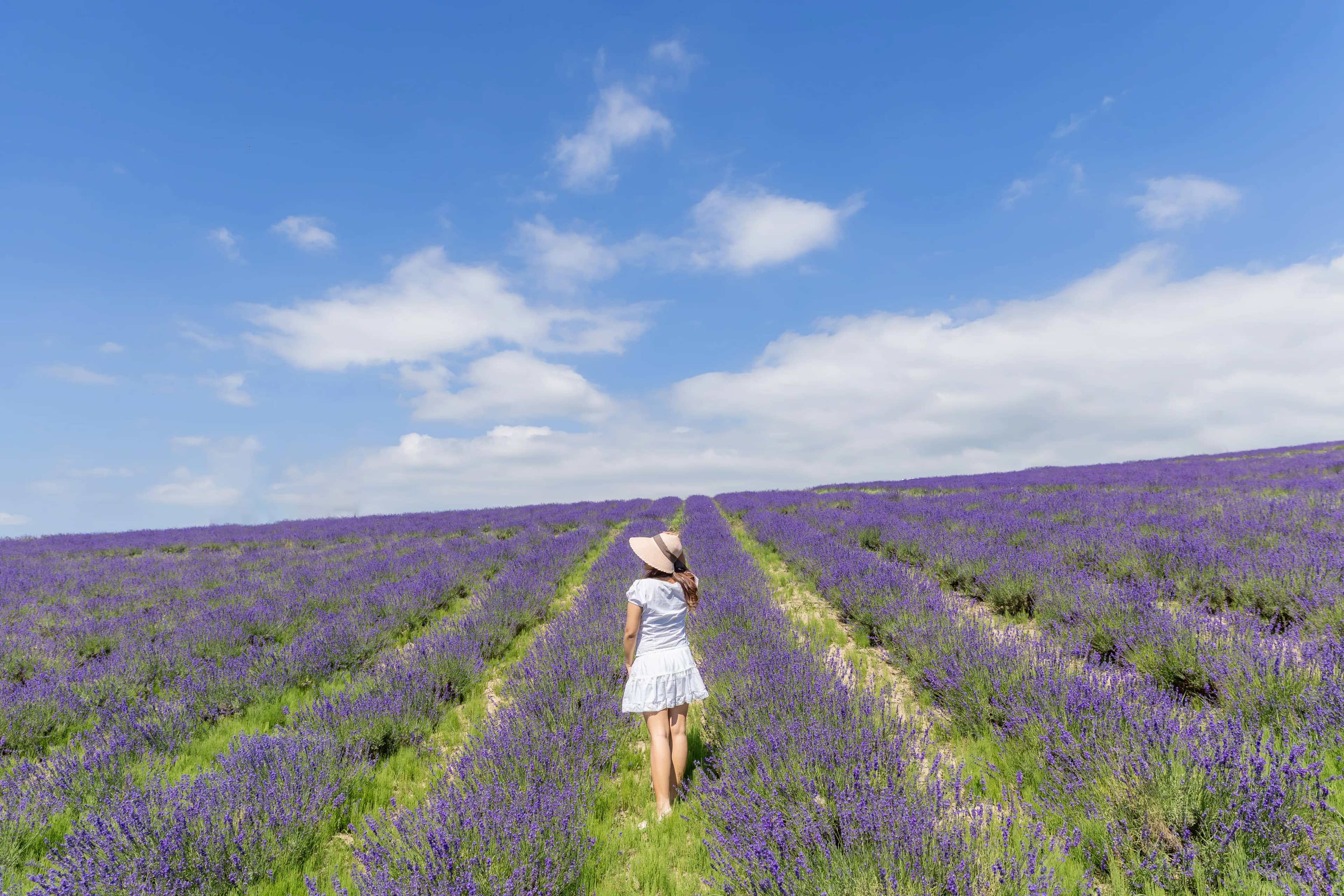 Furano summer
