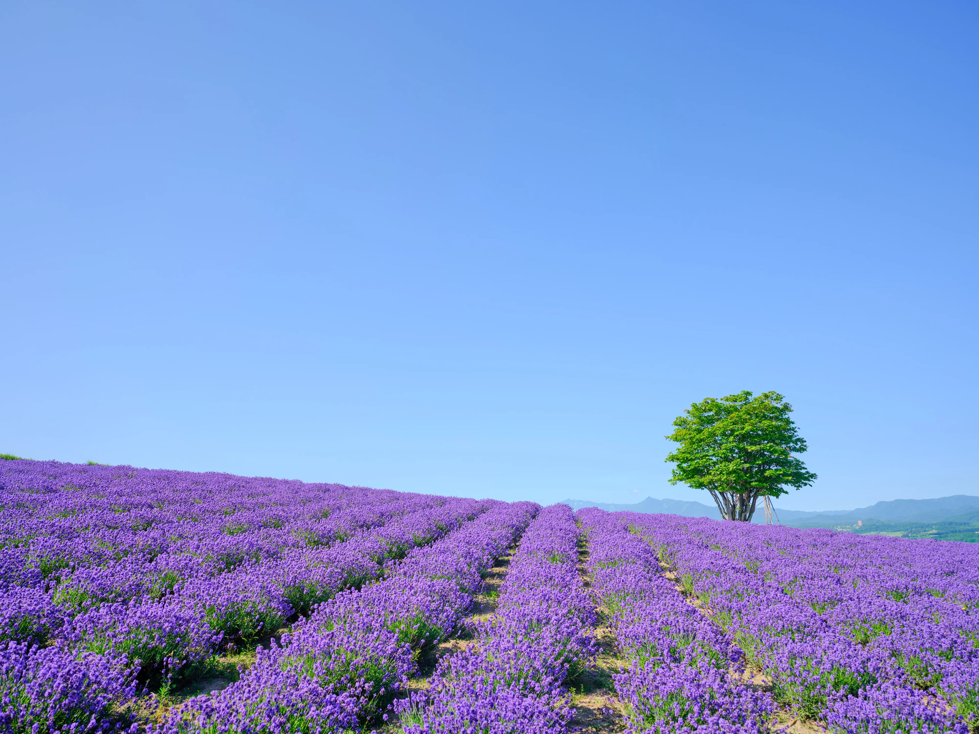 Furano, Biei, Tomamu