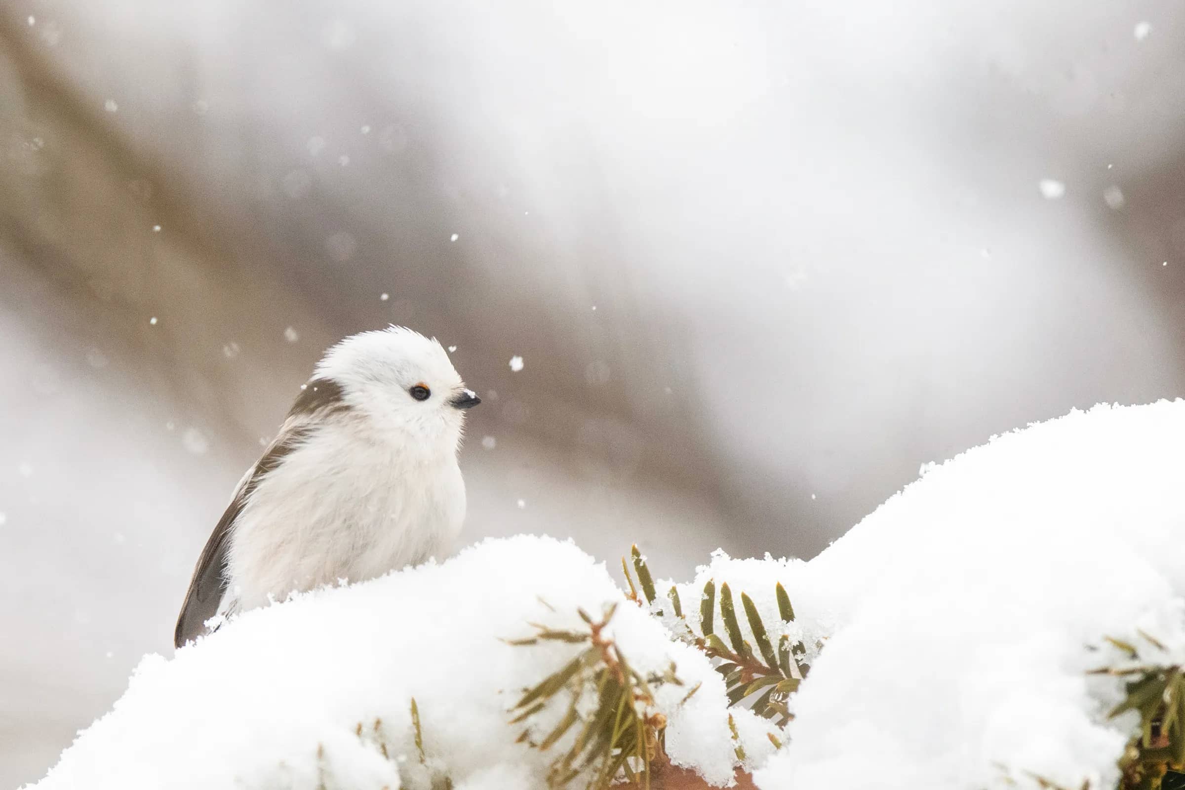Shima-enaga (long-tailed tit)