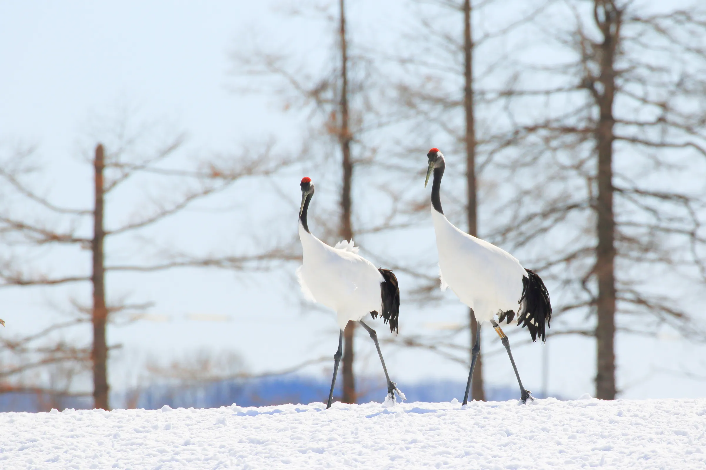 Red-crowned crane