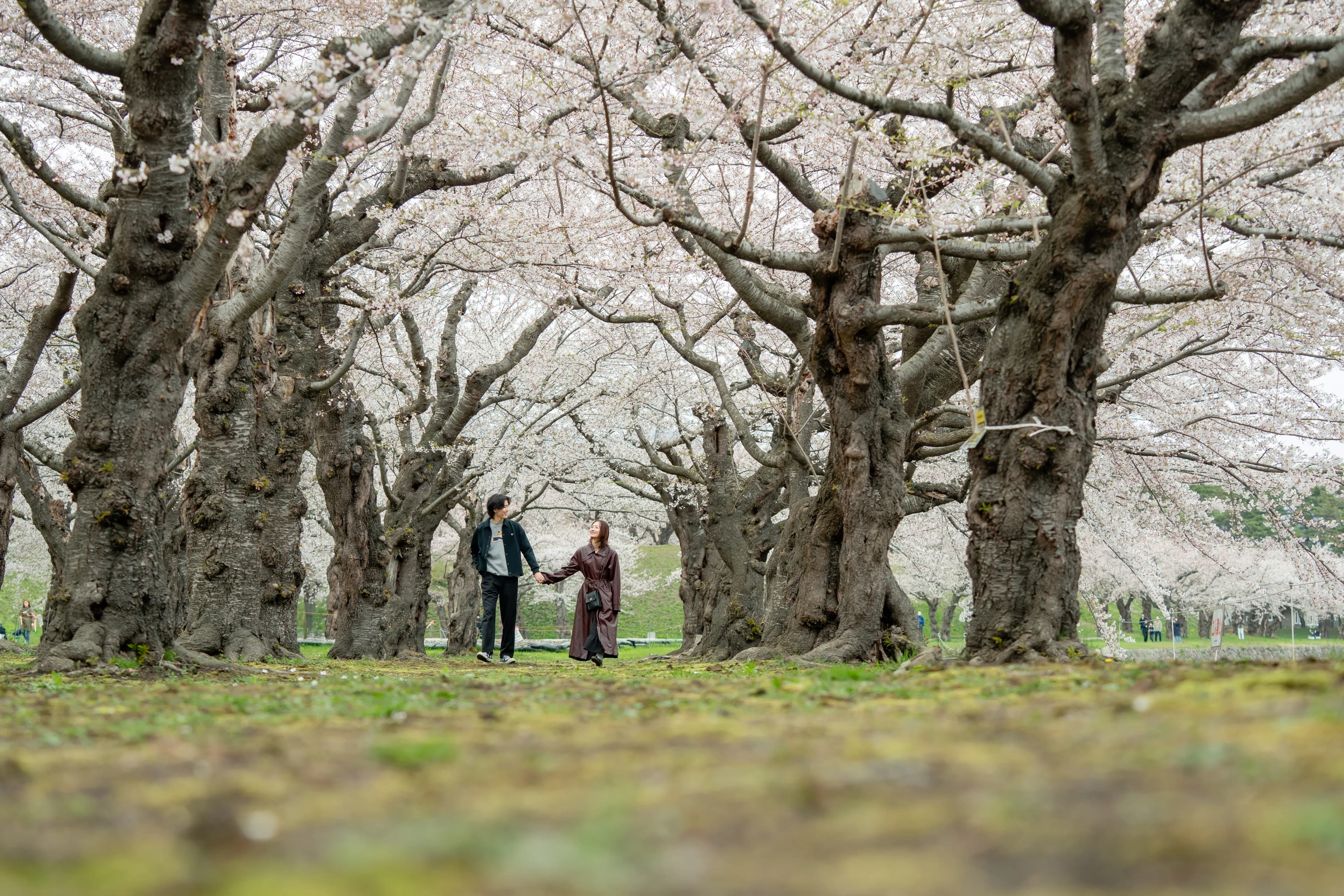 Couple in spring cherry blossom