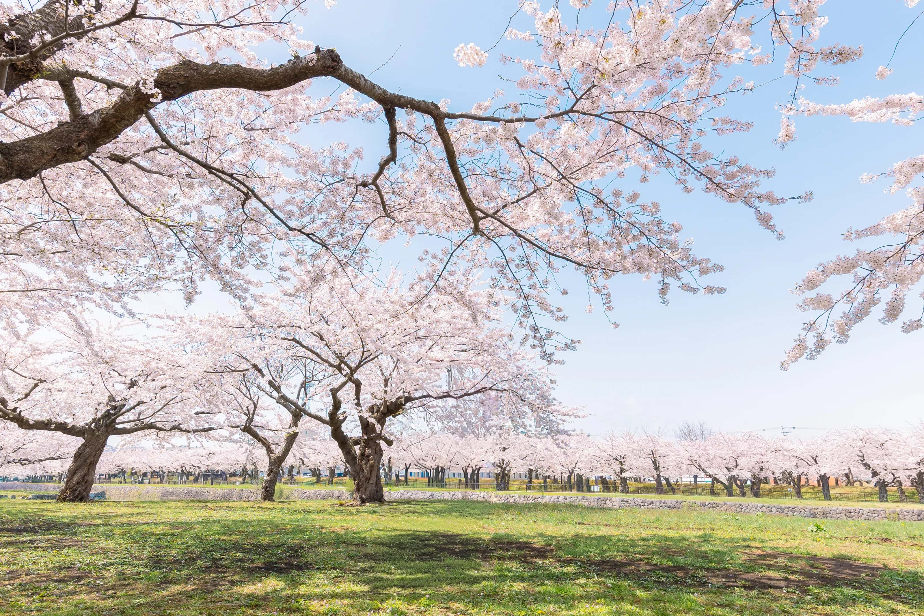 Spring